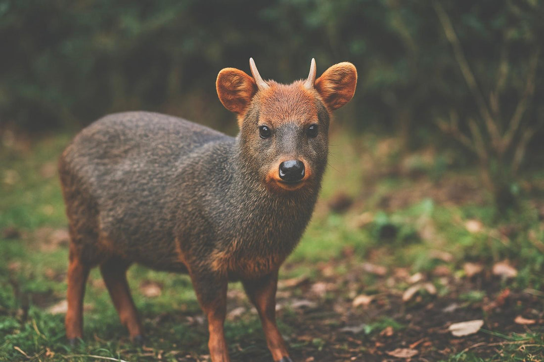 Animales que puedes ver en la Carretera Austral