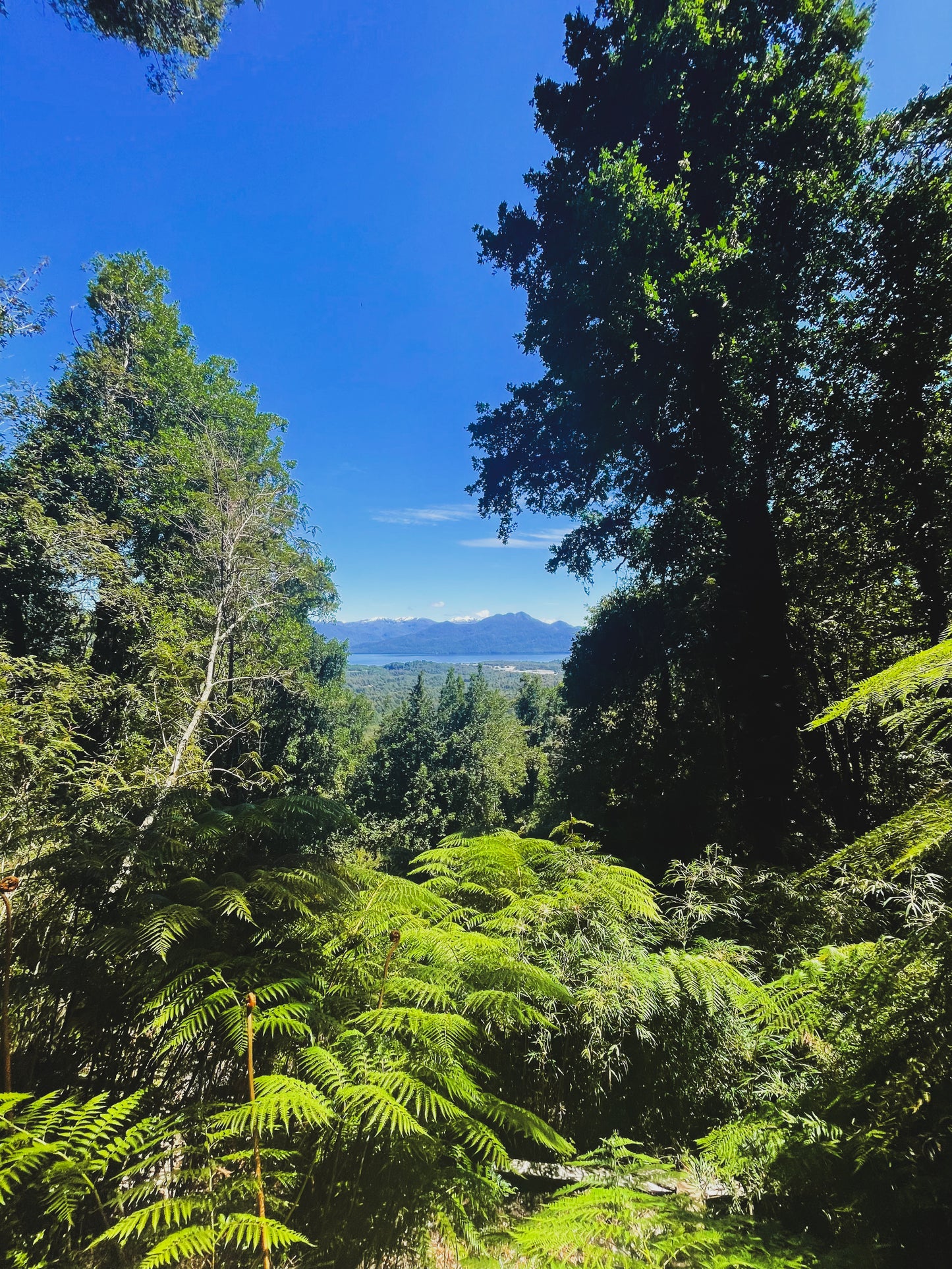 FULL DAY PARQUE NACIONAL QUEULAT