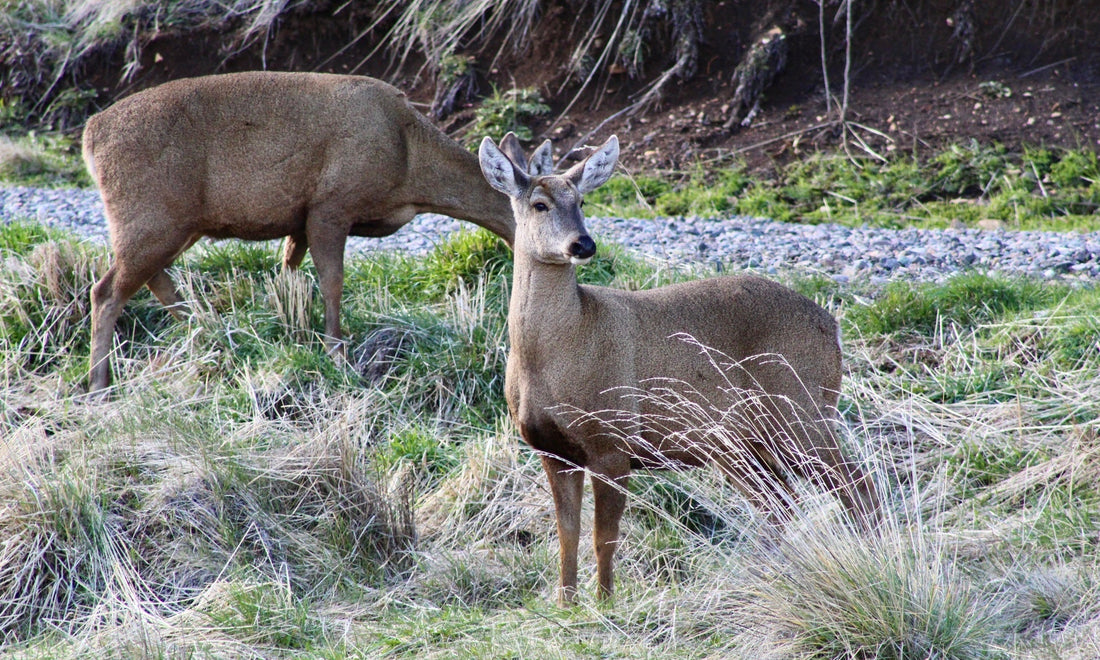 Animales que puedes ver en la Carretera Austral