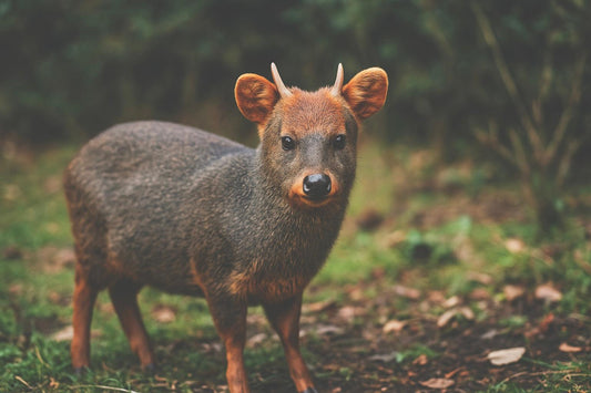 Animales que puedes ver en la Carretera Austral