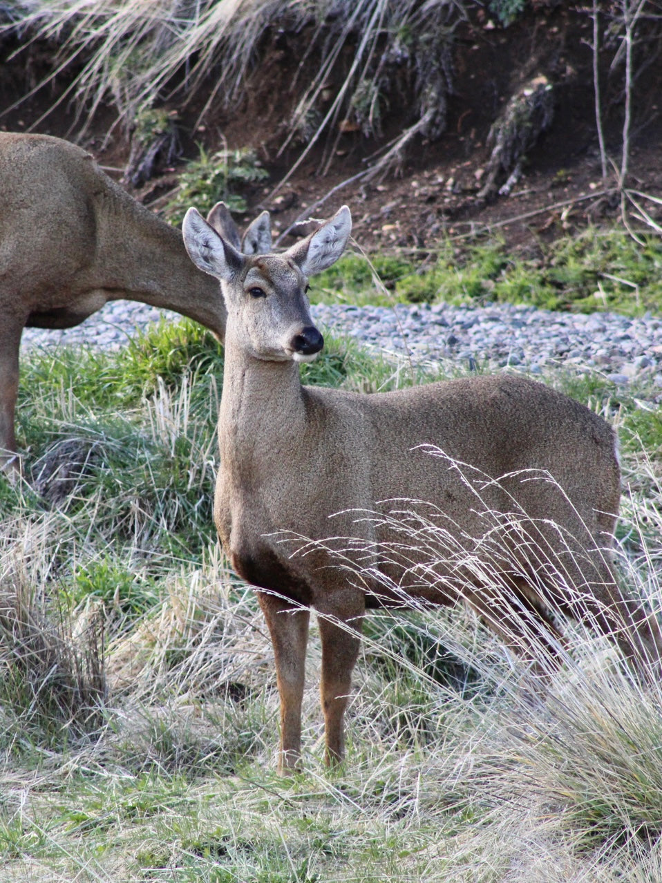 CARRETERA AUSTRAL EXTENDIDA (5 DÍAS/ 4 NOCHES)