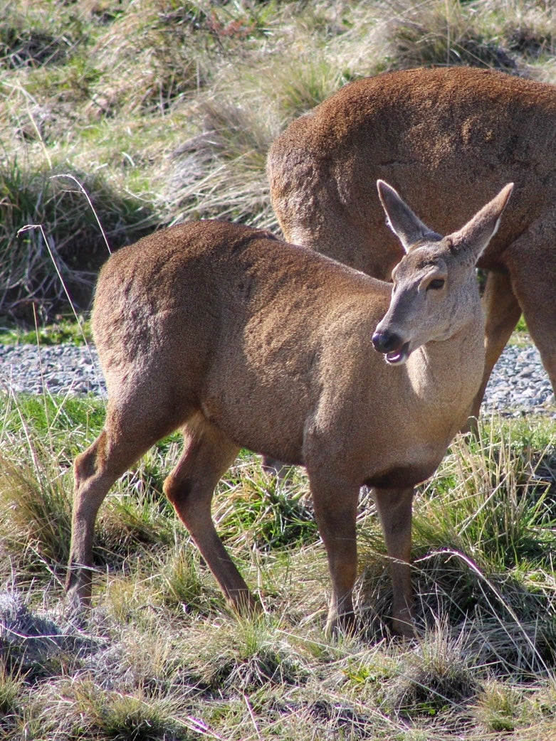 DESCUBRE AYSÉN: EXPERIENCIA CARRETERA AUSTRAL 5 DÍAS/ 4 NOCHES